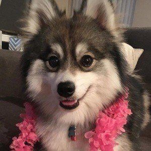 Norman the Pomsky Profile Picture