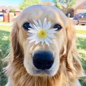 Oliver The Golden Retriever Profile Picture