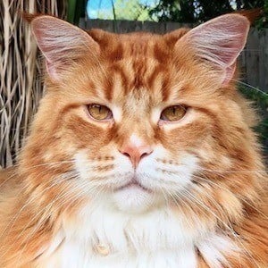 Omar the Maine Coon Profile Picture