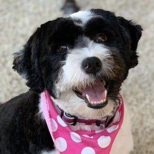 Oreo the Dog Profile Picture