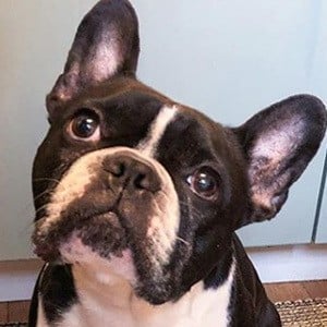 Oscar the Frenchie Profile Picture