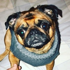 AMiniPug Profile Picture