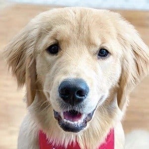 Riley the Golden Pup Profile Picture