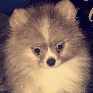 SilverPom Profile Picture