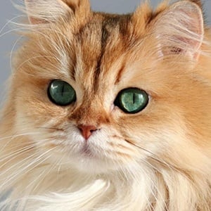 Smoothie the Cat Profile Picture