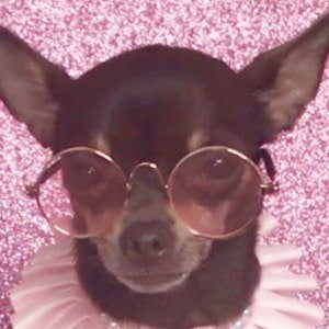 Stacy The Chihuahua Profile Picture