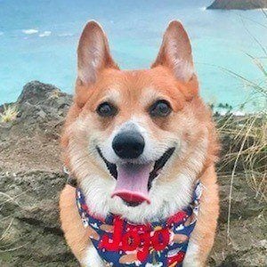 Super Corgi JoJo Profile Picture