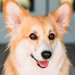 Maxine dog the Fluffy Corgi Profile Picture