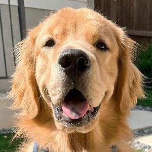 Bodie the Golden Profile Picture