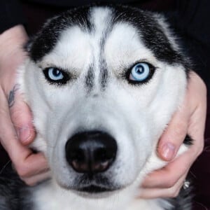 The Husky Moon Profile Picture