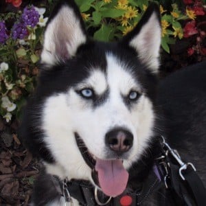 Dakota The Siberian Service Dog Profile Picture