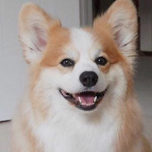 Tibby the Corgi Profile Picture