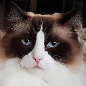 Timo the Ragdoll Cat Profile Picture