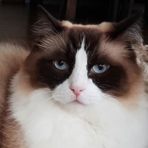 Toby Timo The Ragdoll Cat Profile Picture