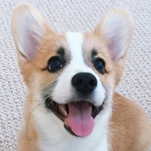 Tofu the Corgi Profile Picture