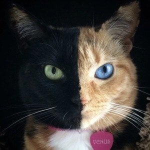 Venus the Two Face Cat Profile Picture