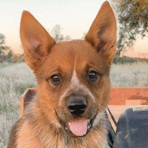 orange cattle dog