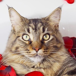 Yves The Cat Profile Picture