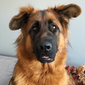 Zeus Shepherd Profile Picture