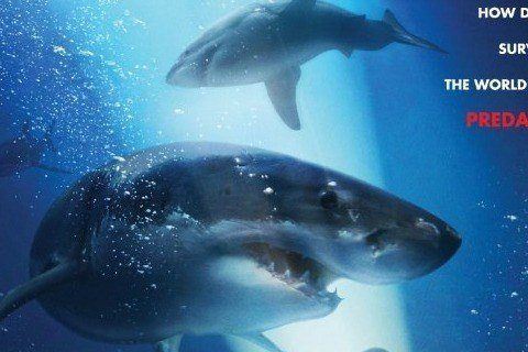 47 Meters Down