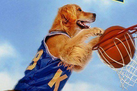 Air Bud