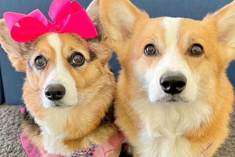 Hammy & Olivia Corgi