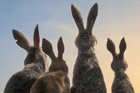 Watership Down