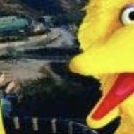 Big Bird