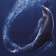 Flipper