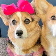 Hammy & Olivia Corgi