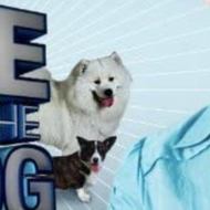 It's Me or the Dog