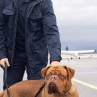 Turner & Hooch