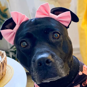 Akira the Black Pitbull Headshot 2 of 3