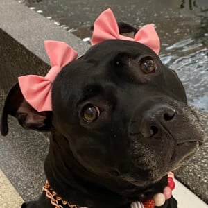 Akira the Black Pitbull Headshot 3 of 3