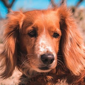 Alaska the Dog Headshot 2 of 5