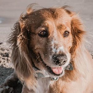 Alaska the Dog Headshot 3 of 5