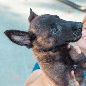 Apollo the K9 Headshot 3 of 8