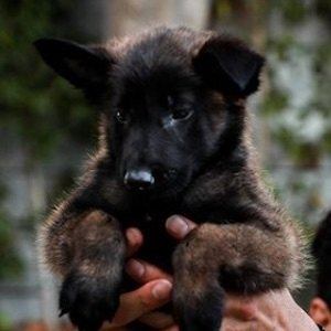 Apollo the K9 Headshot 6 of 8