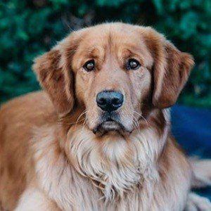 Aspen the Mountain Pup Headshot 8 of 10