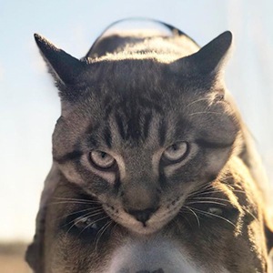 Baloo the Cat Headshot 3 of 6