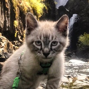 Baloo the Cat Headshot 5 of 6