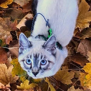 Baloo the Cat Headshot 6 of 6