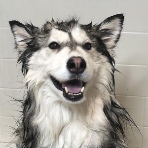 Bandit the Husky Headshot 2 of 5