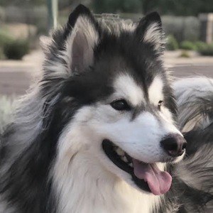 Bandit the Husky Headshot 3 of 5