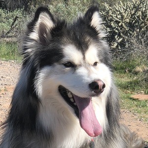 Bandit the Husky Headshot 5 of 5