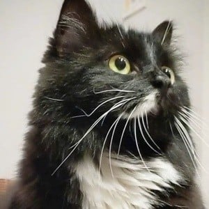 Batman The Munchkin Cat Headshot 5 of 10