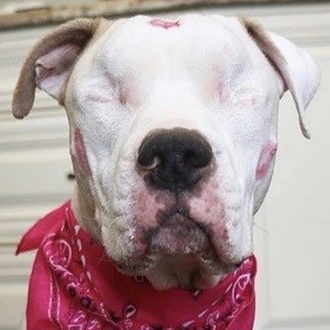 Bear the Blind Pit Headshot 3 of 10