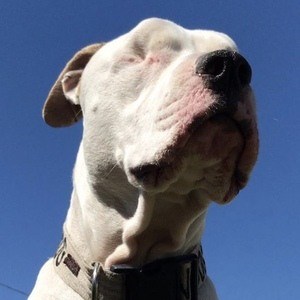 Bear the Blind Pit Headshot 6 of 10