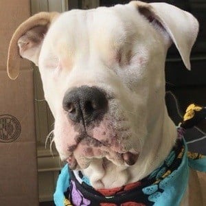 Bear the Blind Pit Headshot 9 of 10