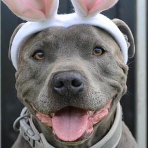 Blue Staffy Ramsey Headshot 2 of 6